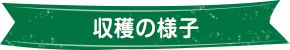 収穫の様子